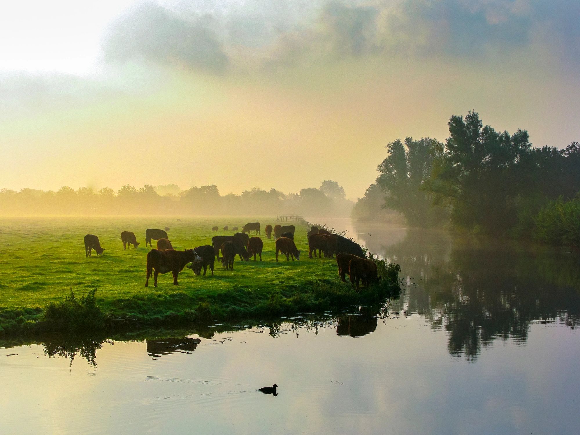 Cows grazing in a green pasture
