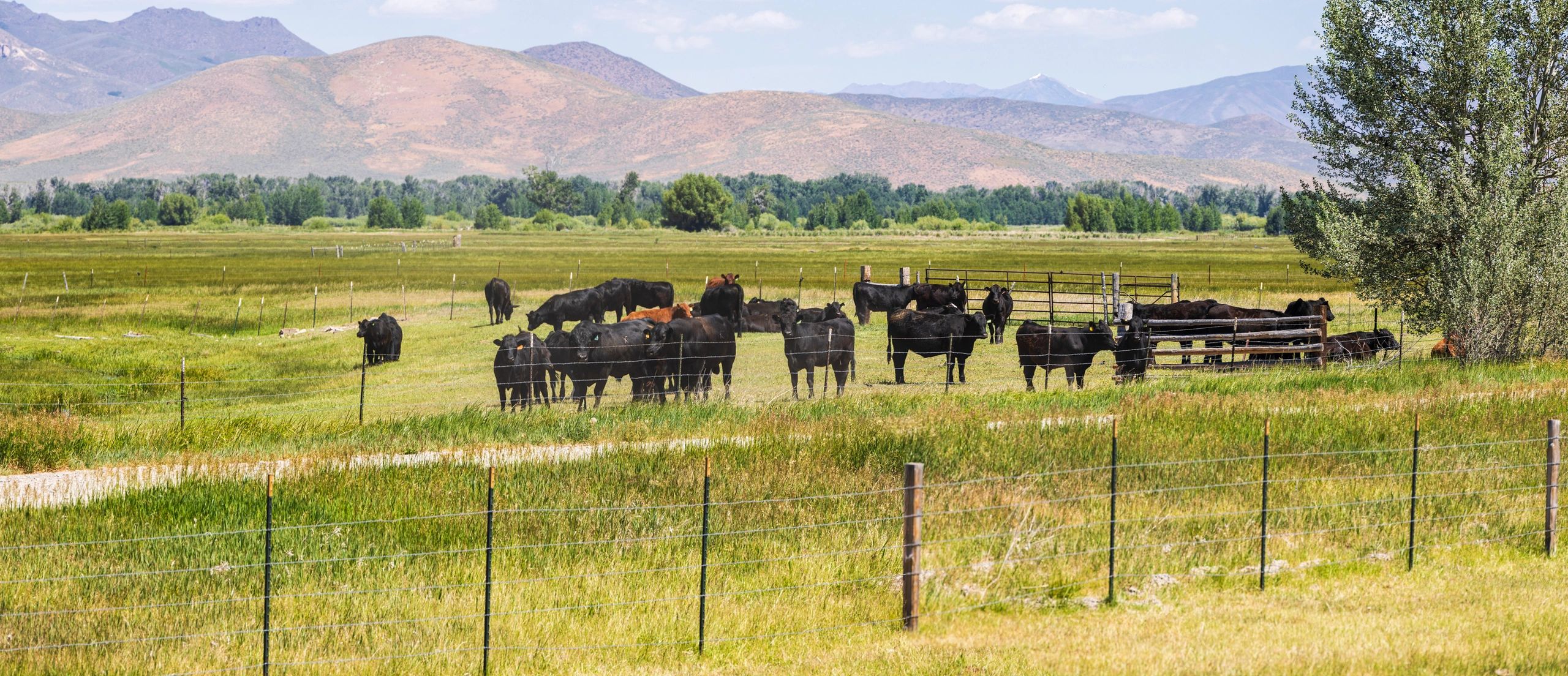 Cattle gathered in a green mountain pasture