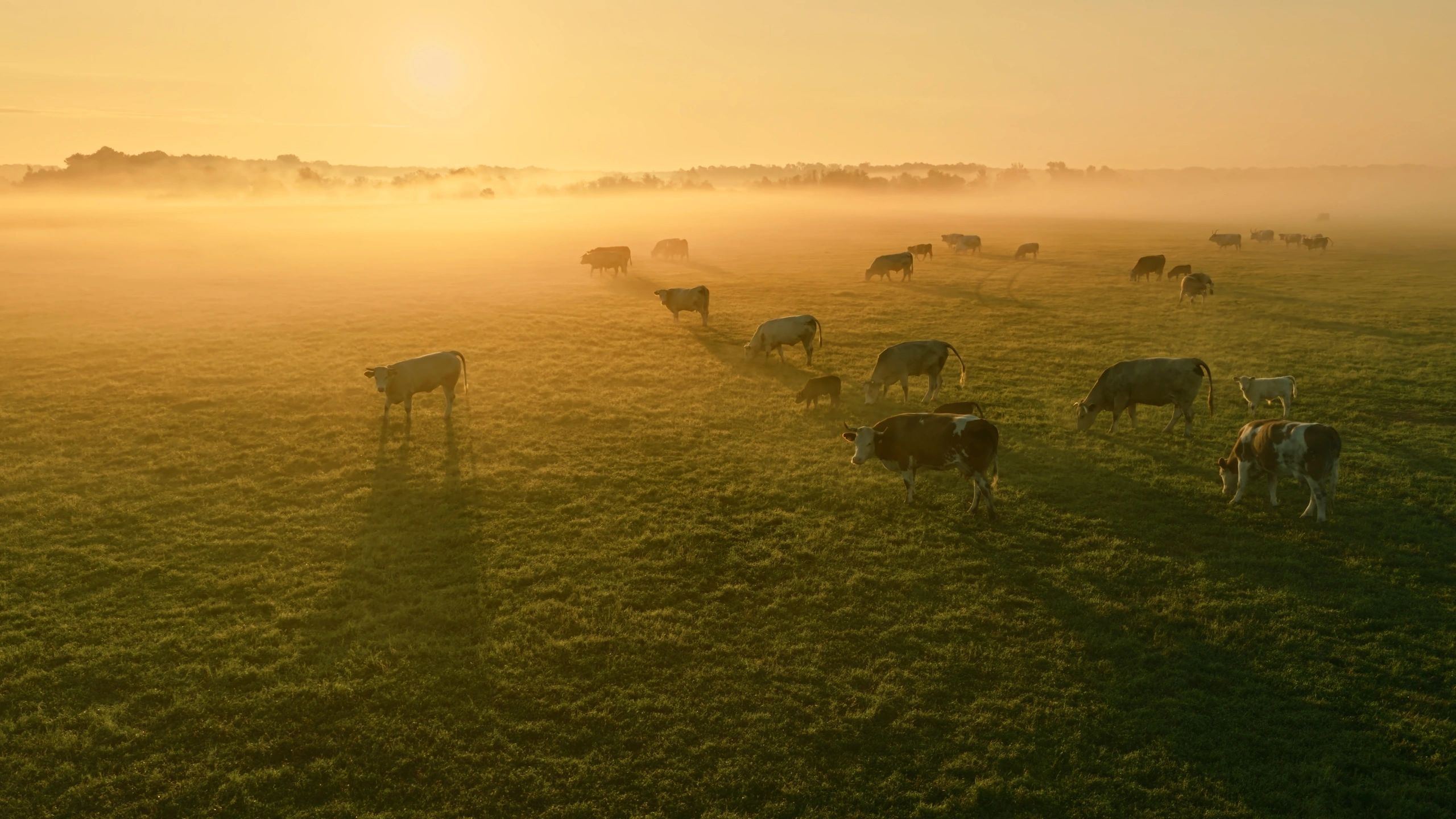 Cows grazing in a misty pasture at sunrise