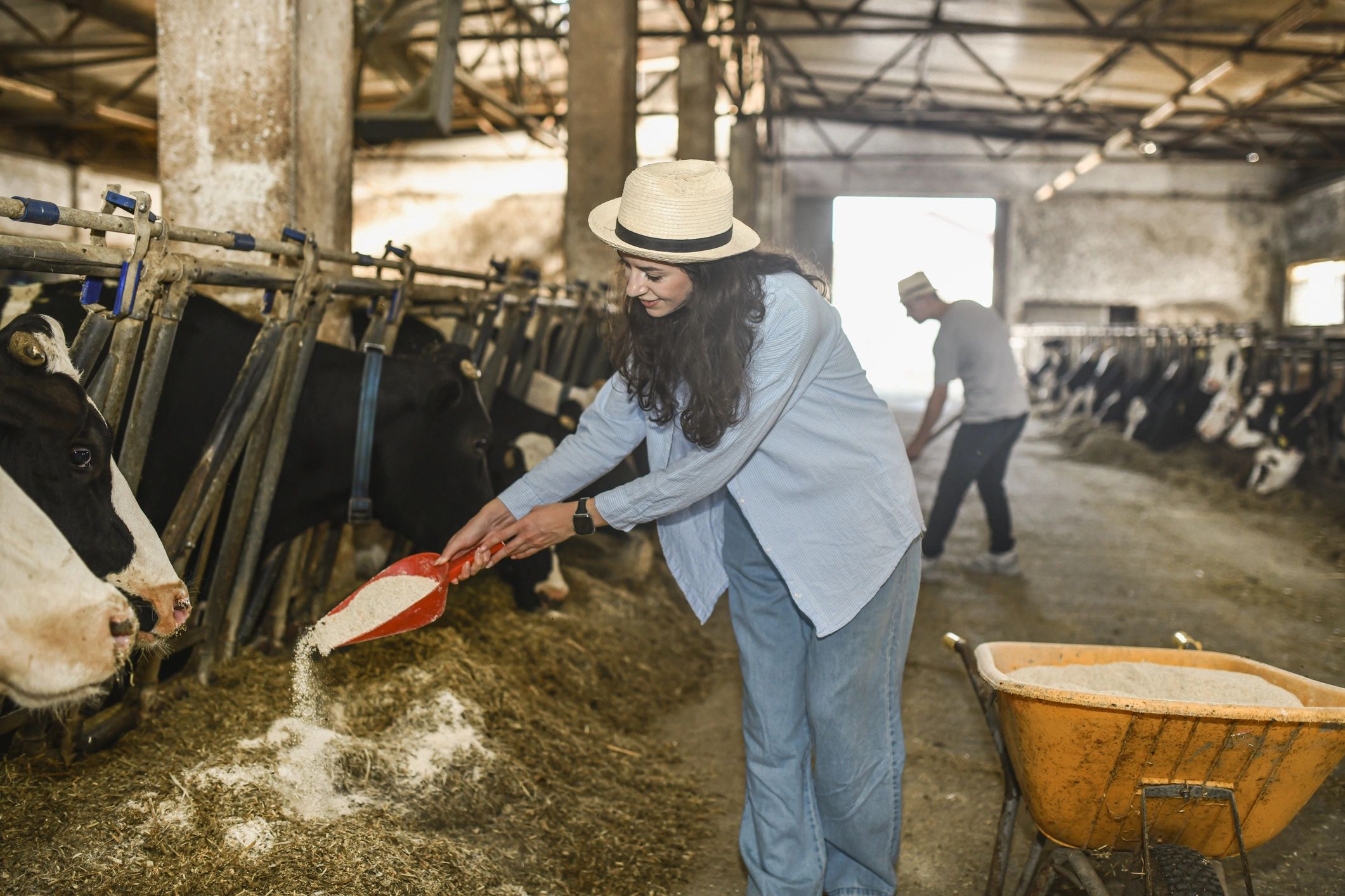 Farmer caring for dairy cattle in the barn