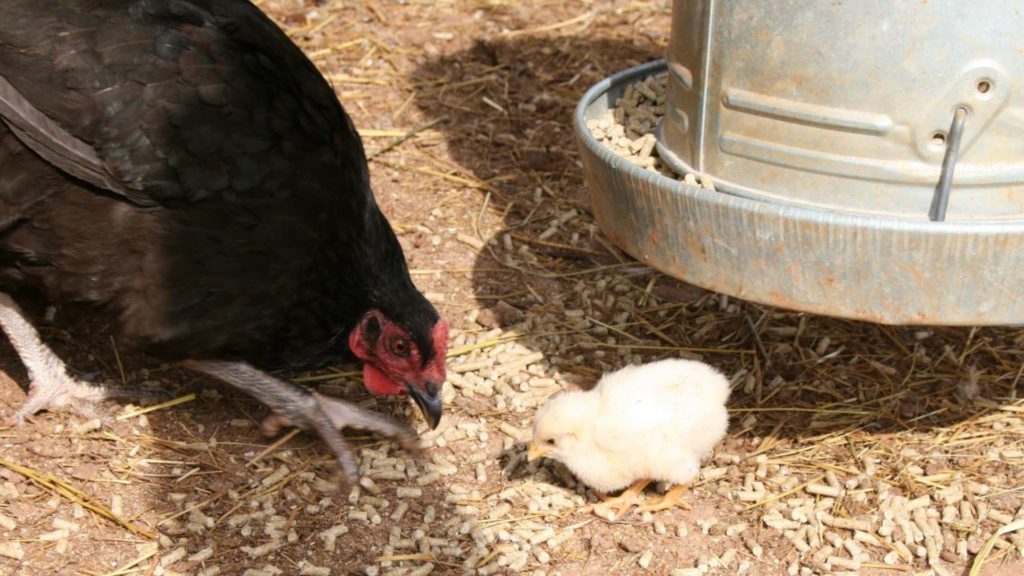 Hen with a chick on the farm