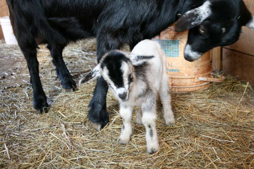 Goats and a young kid at New Dawn Acres